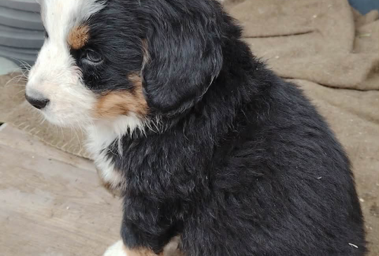 Bernski pas stenci image 1