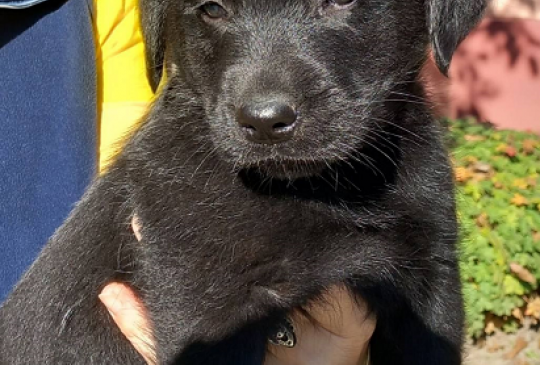 Pomeranac-nemacki spic stenci