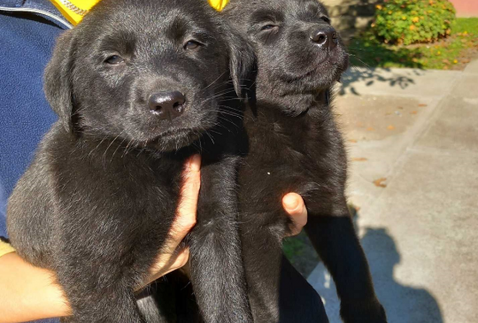 Prodajem dva muska steneta Labradora image 1