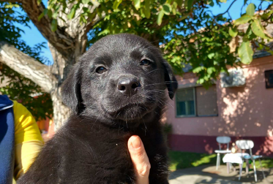 Prodajem dva muska steneta Labradora image 2