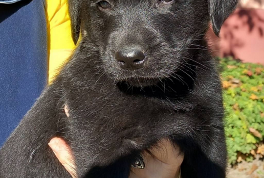 Prodajem dva muska steneta Labradora image 3