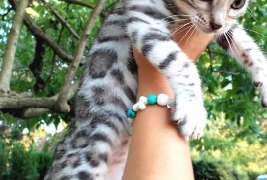 Bengalski Macici image 3