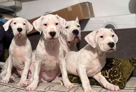 Dogo Argentino, štene image 1