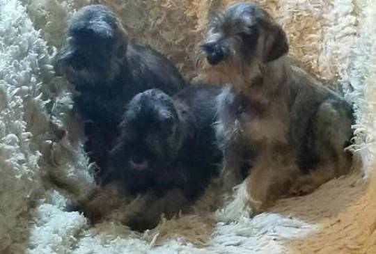 Štenci patuljastih šnaucera vrhunski image 1