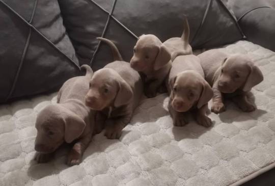 Štenci jazavičara image 1