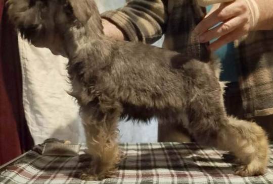 Štenci patuljastih šnaucera vrhunski image 2