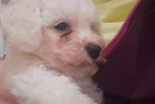 Kovrdžavi bišon (Bichon frise), štenci image 1