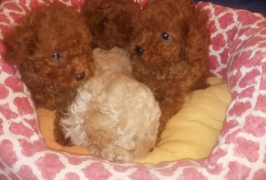 Prelepe Francuske Toy i patuljaste pudle image 4