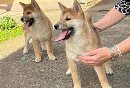 Shiba inu štenci od vrhunskih roditelja image 1