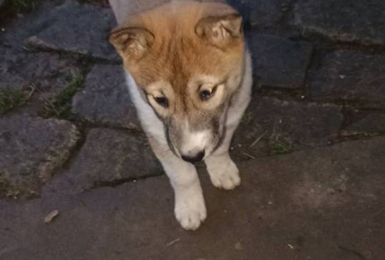 Štenci Zapadno Sibirske Lajke image 1