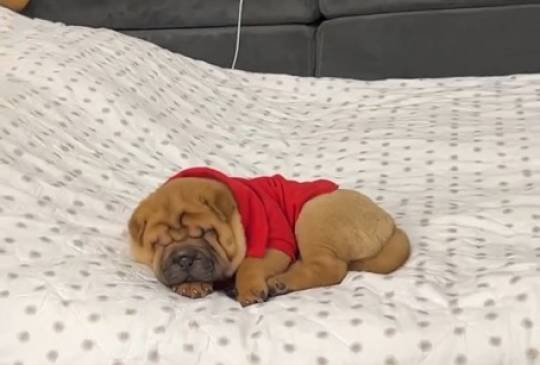 Šar pej štenci image 1