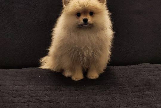 Štenci pomeranskog špica image 1