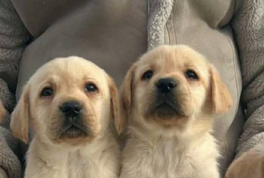 Labrador retriver image 2