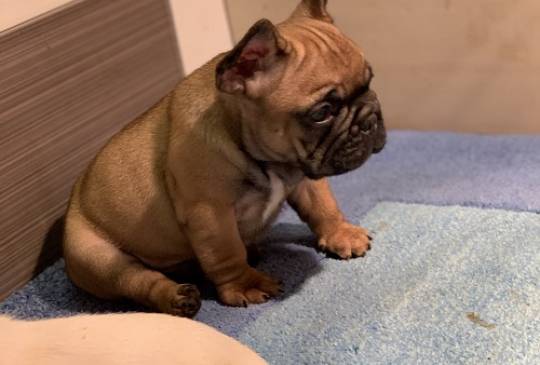 Francuski buldog "Od kuce don" image 2