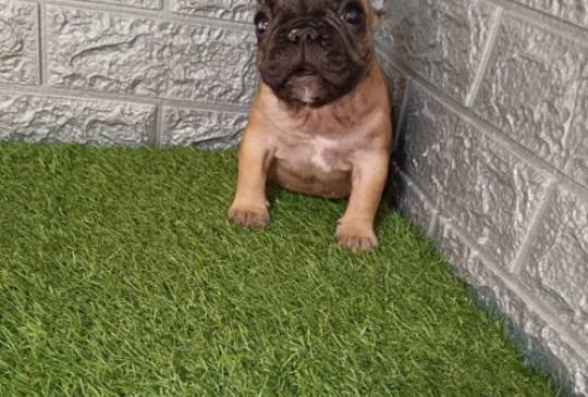 Francuski buldog image 2