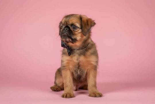 Briselski Grifon – vrhunsko muško štene image 2