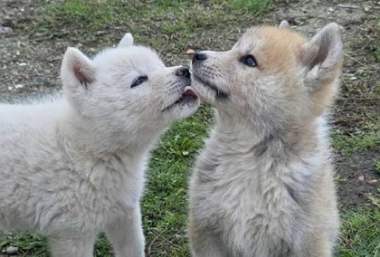 Japanska Akita, štenci image 2