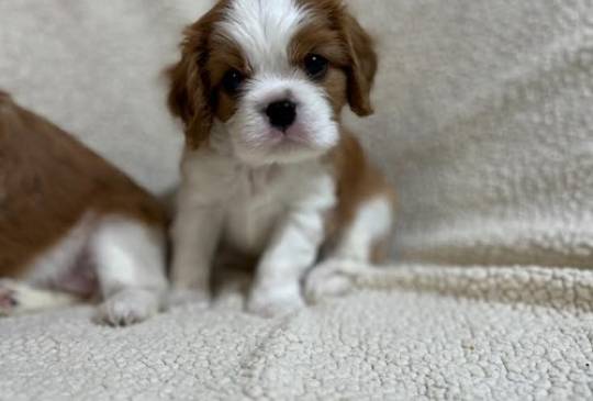 Kavalijer španijel kralja Čarlsa image 2