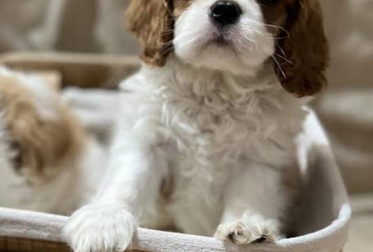 Kavalijer španijel kralja Čarlsa image 2