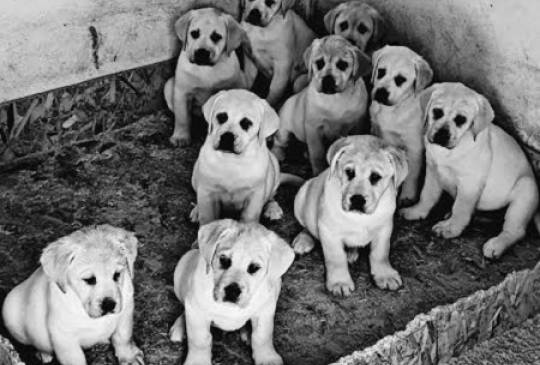 LABRADOR stenci image 2