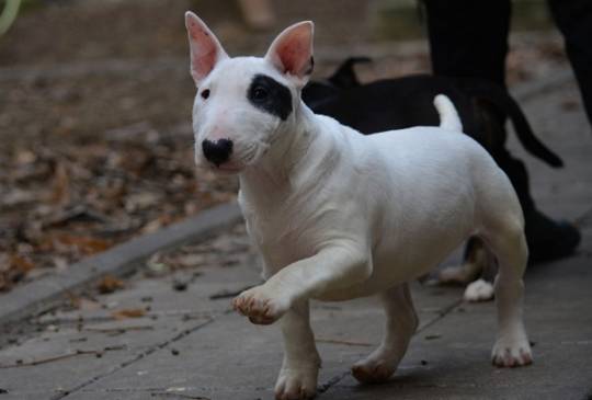 Mini bull terijer image 2