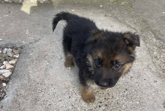 Nemački ovčar image 2