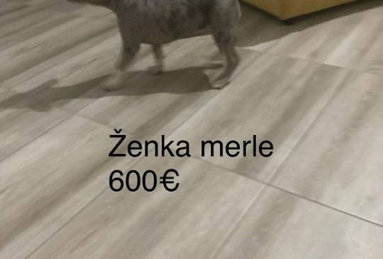 Pit bull terijer image 2