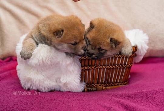 Šiba Inu štenci image 2