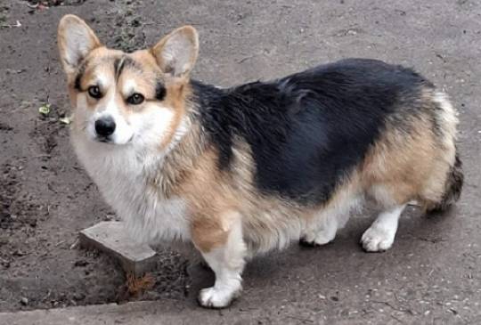 Velški Korgi, star 18 meseci image 2
