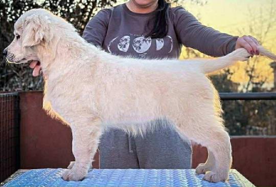 Muško štene zlatnog retrivera