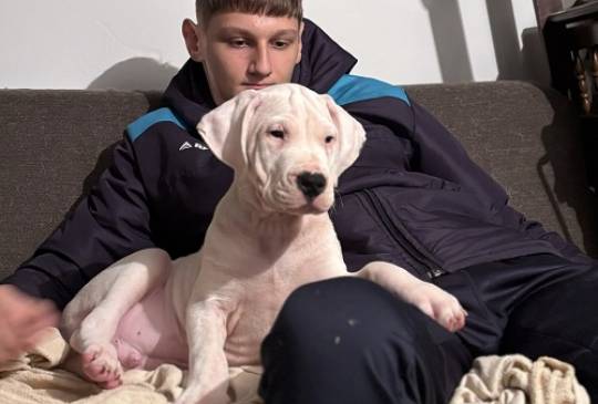 Dogo Argentino, štene image 2