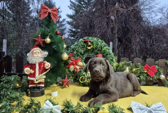 Labrador retriver čokoladni štenci image 1