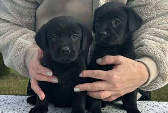 Labrador retriver image 3