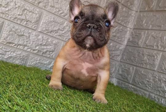 Francuski buldog image 3
