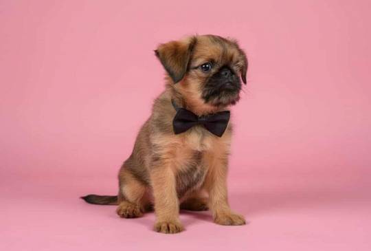 Briselski Grifon – vrhunsko muško štene image 3