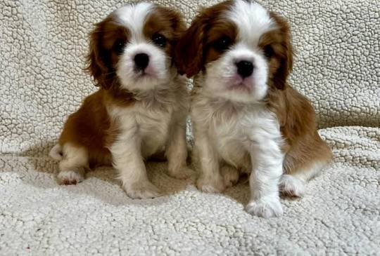 Kavalijer španijel kralja Čarlsa image 3