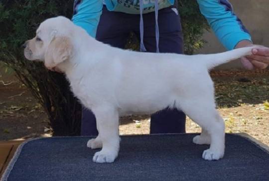 LABRADOR stenci image 3