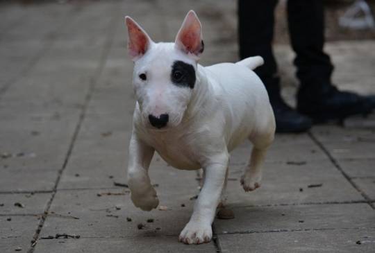 Mini bull terijer image 3