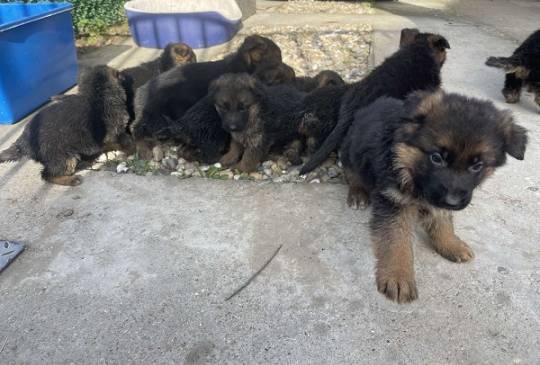 Nemački ovčar image 3