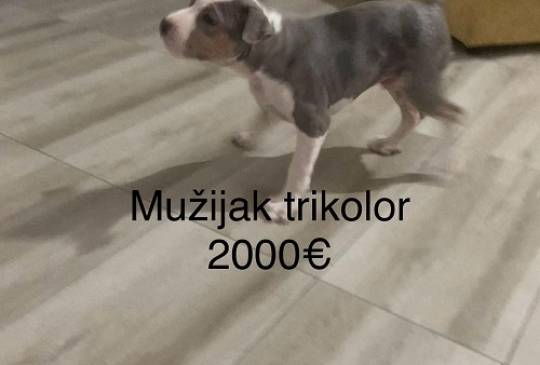 Pit bull terijer image 3