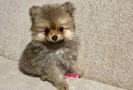 Pomeranac, prelepi štenci image 3