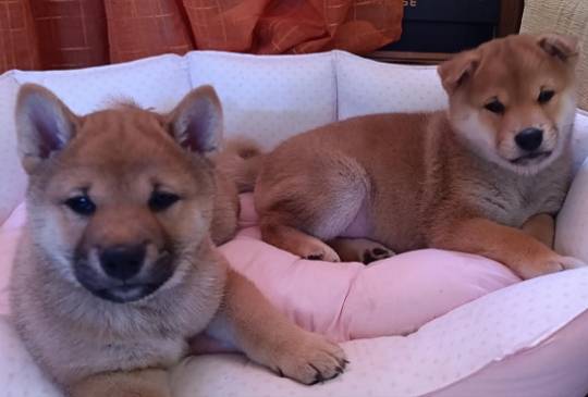 Šiba Inu štenci image 3