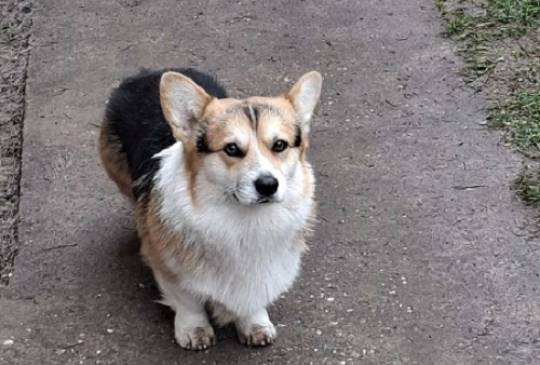 Velški Korgi, star 18 meseci image 3