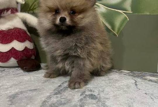 Pomeranac, štenci vrhunskog kvaliteta image 2