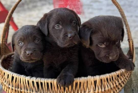 Labrador retriver štenci image 2