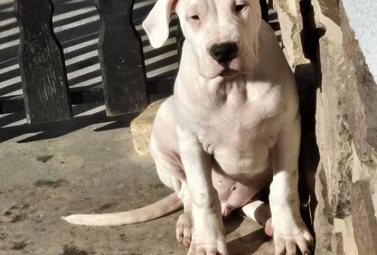 Dogo Argentino, štene image 3