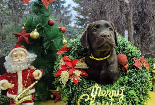 Labrador retriver čokoladni štenci image 2