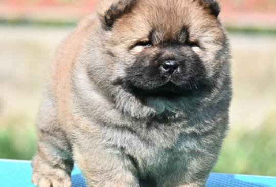 Chow Chow Cau Cau Čau Čau image 2