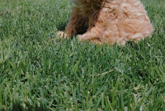 Maltipoo štenci image 1