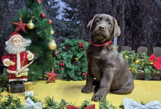 Labrador retriver čokoladni štenci image 3